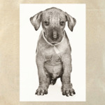 Самые милые щенки