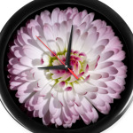 Маргаритка