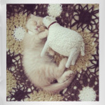 Котенок с овечкой