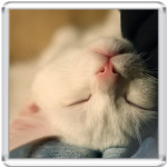 Котенок