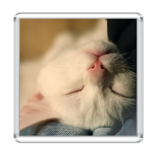 Магнит Котенок