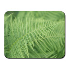 Папоротник