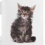 Кошки и котята