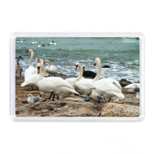 Магнит Лебеди