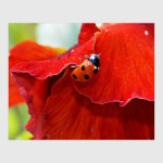 Леди в красном