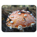 гриб мухомор