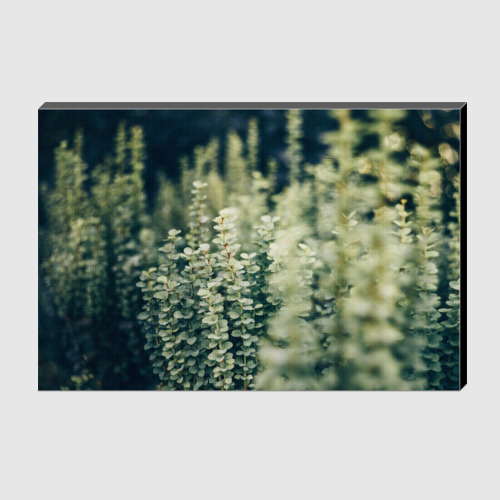 Холст с принтом Барбарис