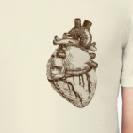 Анатомия-сердце