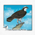 Скопа