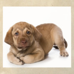 Щенки,щенята и собаки