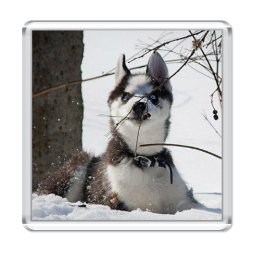 Магнит с принтом Хаски