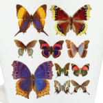 Взмах крыла бабочки