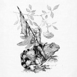 Frogrider