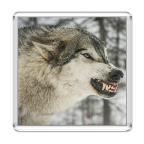 Магнит с принтом ВОЛК