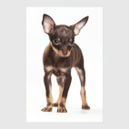 Собаки и щенки