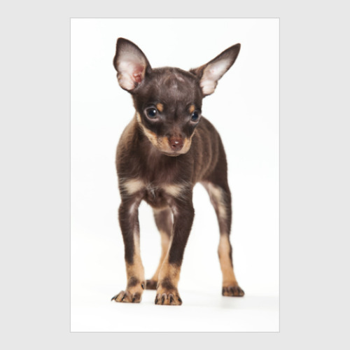 Постер Собаки и щенки