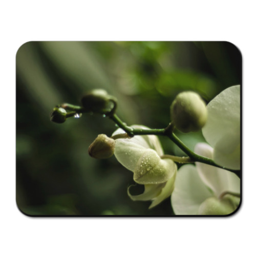 Коврик для мыши  Орхидея