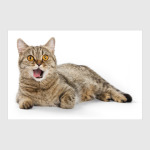 Милые котики, коты и котята