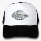 fish x-ray