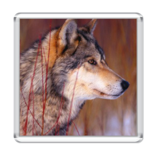 Магнит с принтом ВОЛК