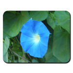 Голубая звезда