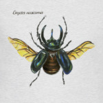 Oryctes nasicornis