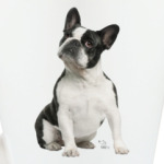 Французский бульдог