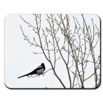 Сорока на ветке