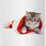 Новогодние котята