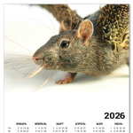 Крыса Пантерка