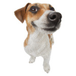 веселый рассел