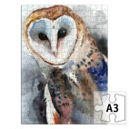 Сова ночная