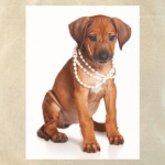 Самые милые щенки