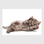 Милые котики, коты и котята