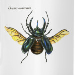 Oryctes nasicornis