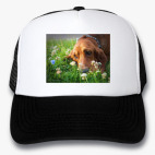 Кепки Trucker