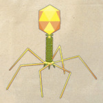 Бактериофаг