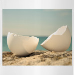 Яичная скорлупа