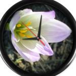 'Цветок западного ветра'