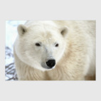 Постер 40 х 60 см Белый медведь