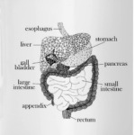 Пищеварительная система