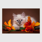 Милые котики, коты и котята