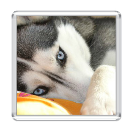 Магнит с принтом Хаски