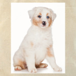 Самые милые щенки