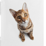 Кошки и котята