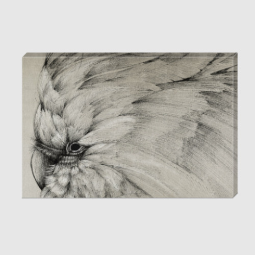 Холст с принтом Былый попугай