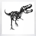 Скелет Динозавра. Тираннозавр. Т-Рекс. T-Rex