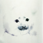 Малыш тюлень