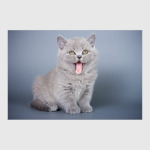 Милые котики, коты и котята