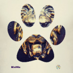 Львиная лапа